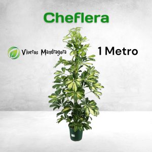 Cheflera